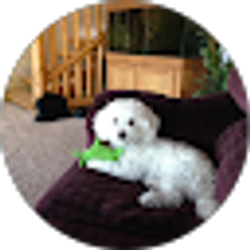 Profile photo of Traci Wills