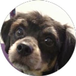 Profile photo of Ruddy Herrera