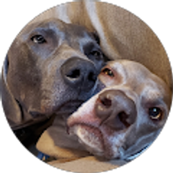 Profile photo of Noel Schulman