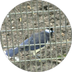 Profile photo of Carmen Rivera