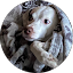Profile photo of Dominic Penfold