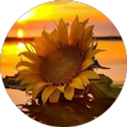 Profile photo of Farah Valcarcel