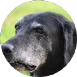 Profile photo of Lori Tobiasson