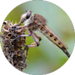 Profile photo of Malinda Schell