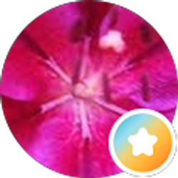Profile photo of Connie VanSteenburg