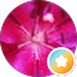 Profile photo of Connie VanSteenburg