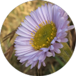 Profile photo of Iris Ceja