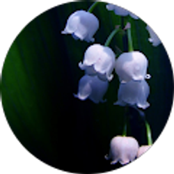 Profile photo of Sophie Wang