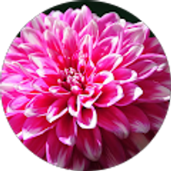 Profile photo of regina maniti