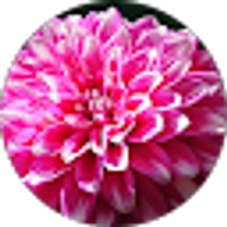 Profile photo of regina maniti
