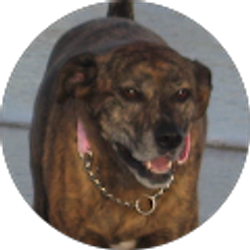 Profile photo of Terri Smithson