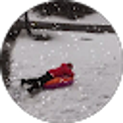 Profile photo of Lisa Shifflett