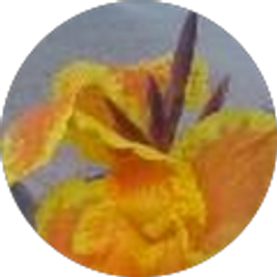 Profile photo of Nicole DePompa