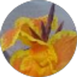 Profile photo of Nicole DePompa