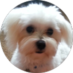 Profile photo of Donna Pauluzzi