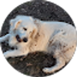 Profile photo of Keith Riggs