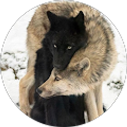 Profile photo of Claudia Chapulis