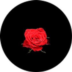 Profile photo of Daija A