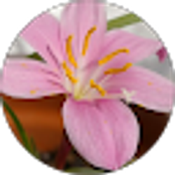 Profile photo of Darla Pfeiffer