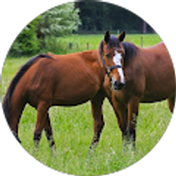 Profile photo of patti Stohlmann