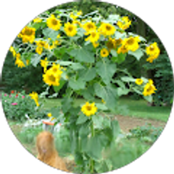 Profile photo of Christine Williamson