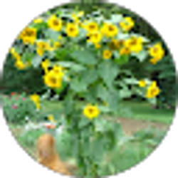 Profile photo of Christine Williamson