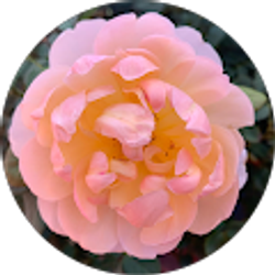 Profile photo of Jeanette Blankenship