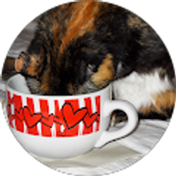 Profile photo of C Lee