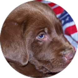 Profile photo of Guillermo Besonias