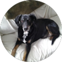 Profile photo of Hendrik Roelofs