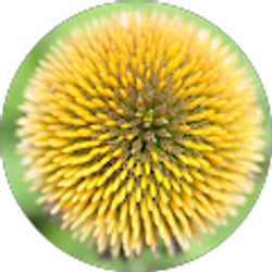 Profile photo of Ted Bobosh