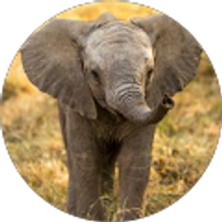 Profile photo of Elvia Ramirez