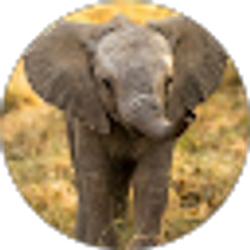 Profile photo of Elvia Ramirez