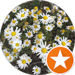 Profile photo of Mai M