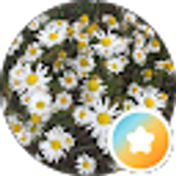 Profile photo of Mai M