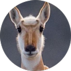 Profile photo of az pines