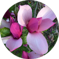 Profile photo of Tammi Nocon