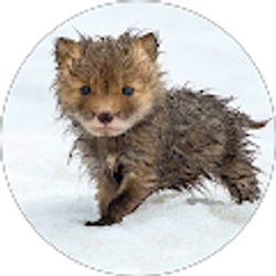 Profile photo of LovelyHarmonics