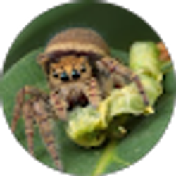 Profile photo of Jason Corrieri