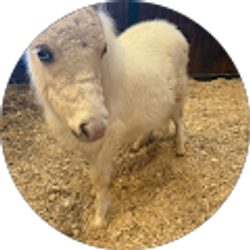 Profile photo of Hard Rock