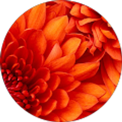 Profile photo of Hayley Contorno