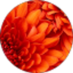 Profile photo of Hayley Contorno