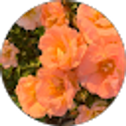 Profile photo of Eileny Miranda
