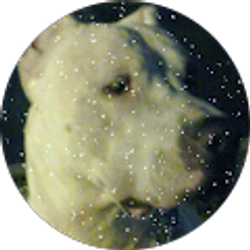 Profile photo of Donnia Chen