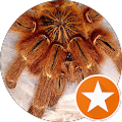 Profile photo of Nicholas Lucarelli II