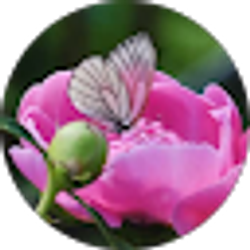Profile photo of Stephanie Thomson