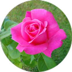 Profile photo of Wendy Ellis