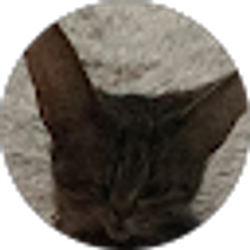 Profile photo of Katzen Konig
