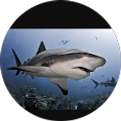 Profile photo of Cristina Juarez