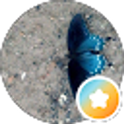 Profile photo of Whitney S